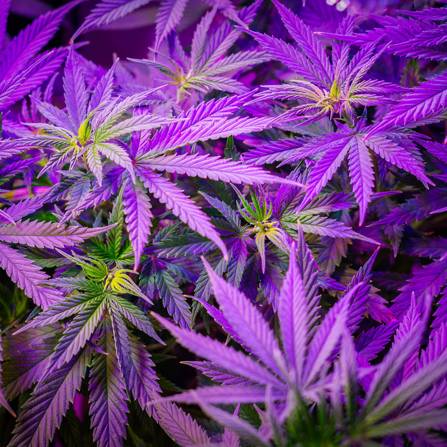 Indoor Cannabis Flower