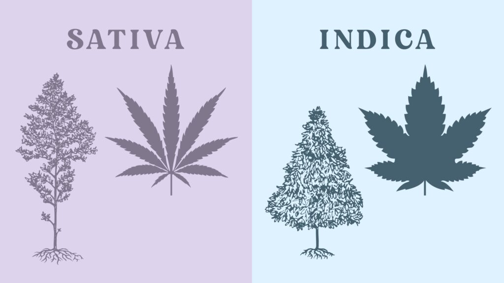 Understanding Indica vs Sativa