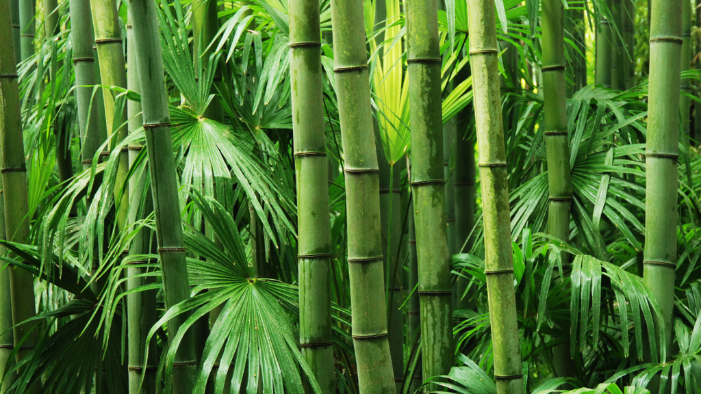 Bamboo Tree