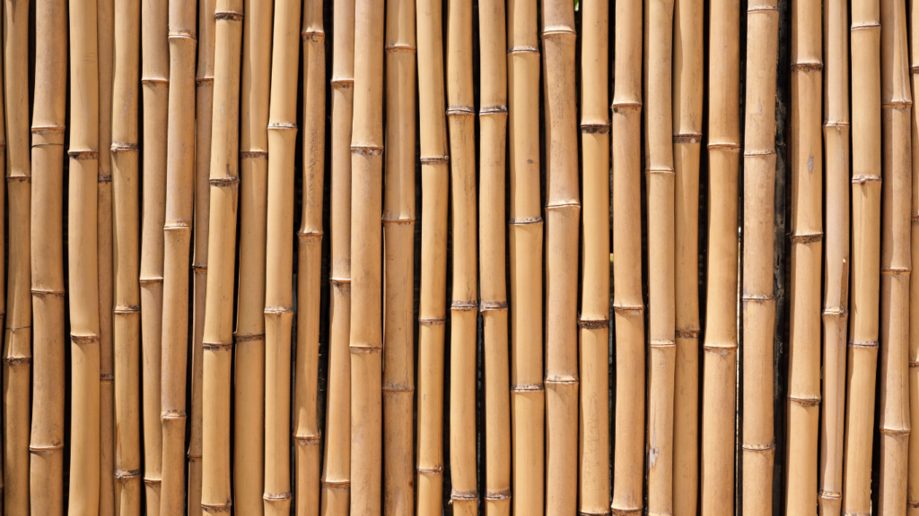 Dried Bamboo