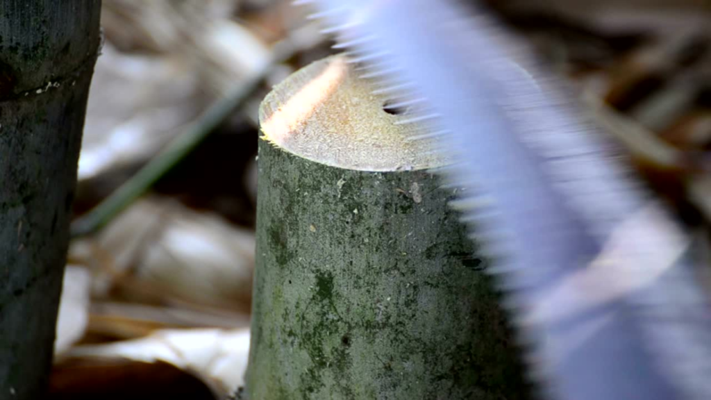 Bamboo Cutting