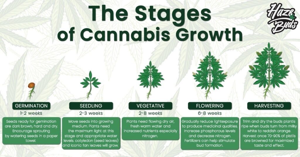 Cannabis Growth